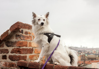 cute dog sitting on brick wall