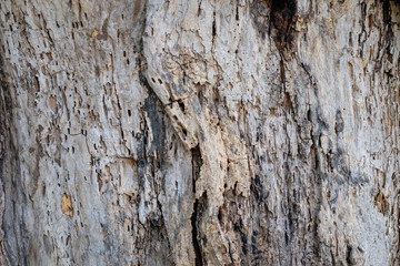 bark texture