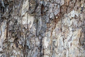 bark texture