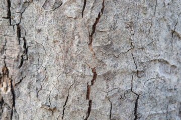 bark texture