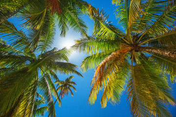 Palm trees on the tropical beach