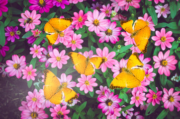 butterfly on colorful beautiful flowers background.