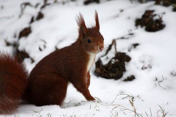 Eichörnchen