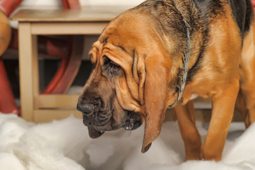 Beautiful Bloodhound puppy at 6 months.
