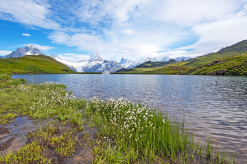 Nice view of flowers eriophorum sheuchzeri near the lake. Swiss Alps, Europe. Wetterhorn,...
