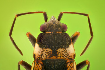 Extreme magnification - Top view of a small bug