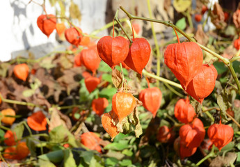 Physalis peruviana fruits harvest. Physalis flowers or Ground Cherry in the autumn garden.