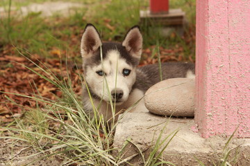 Husky2