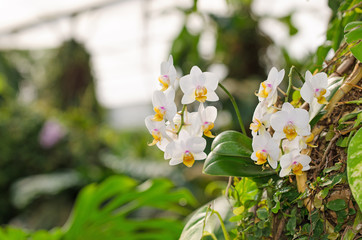 Orchidee