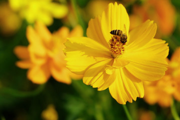 The yellow cosmos with bee