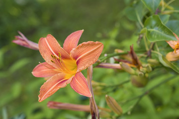 Orange lily on a garden bed in summer