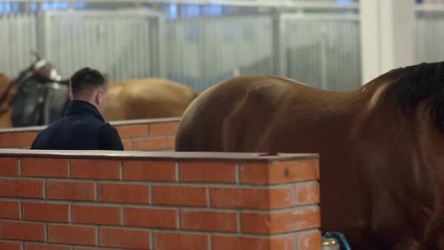Men grooming brown horse hair. Grooming a horse. Close up.