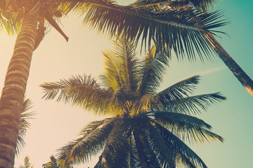 Fototapeta na wymiar Coconut palm tree on beach and blue sky with vintage toned style.