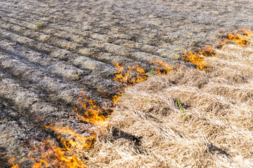 Burning of remains in agricultural cultivation