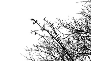 black & white tree branch silhouette photography , white background , clipping path