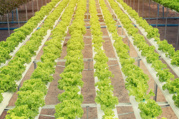lettuce cultivation on hydroponic system with water and fertilizer in irrigation.