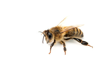 bee isolated
