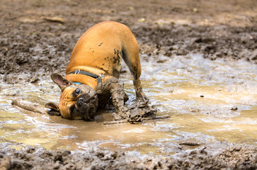 Französische Bulldogge hat Spaß in einer Schlammpfütze