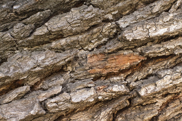 tree bark texture background wood
