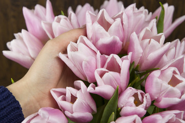 Fototapeta premium tulips flowers pink gift beautiful nature plant fresh