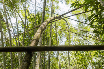 Forest of bamboo canes
