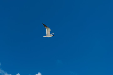 Peace and Freedom