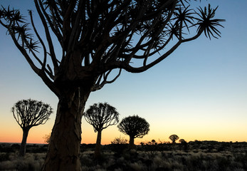 Beautiful african sunset with silhouetted Quiver trees.