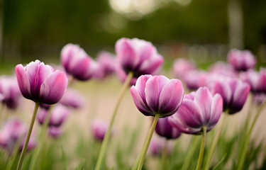 Obraz na płótnie Canvas flowers purple tulips in the city Park