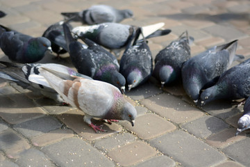 Pigeons eat on stone in the park.