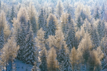 Trees spruce pine evergreen covered snow frost winter blue sky wood forest aerial view