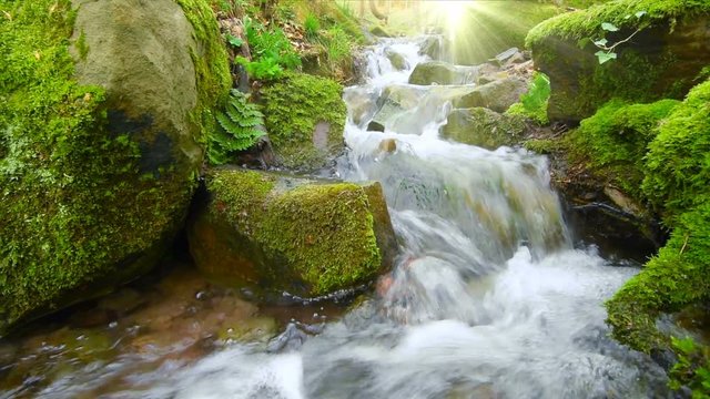 Closeup video of a forest brook with rays of sunlight
