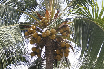 noci di cocco a volontà. 