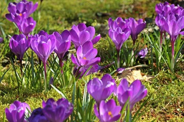  Violette Krokusse
