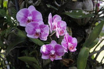 Bellissima orchidea