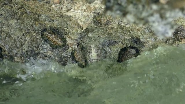 West Indian fuzzy chiton (Acanthopleura granulata, Polyplacophora) in the littoral zone, Red Sea, Sharm el Sheikh, Egypt&nbsp;
