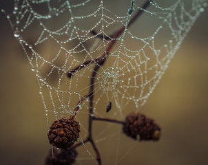 Spiderweb in morning dew