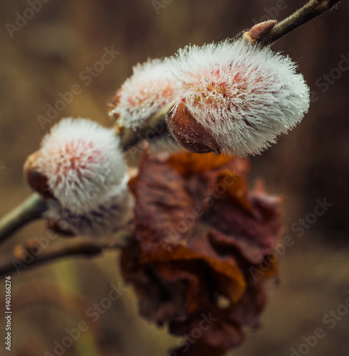 Pussy Willow Flower 95