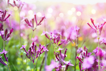 Fototapeta na wymiar abstract dreamy photo of spring wildflowers