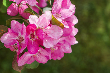 Obraz premium Spring flowering ornamental Apple trees. Wild Apple Nieddzwetzkyana.