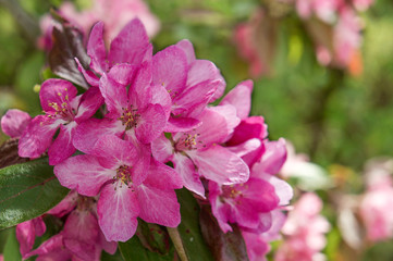 Spring flowering ornamental Apple trees. Wild Apple Nieddzwetzkyana.
