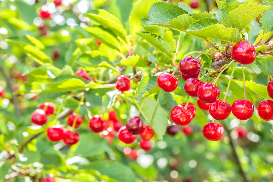 Red cherries on a branch in the orchard, close up