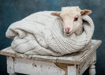 Baby Lamb in studio