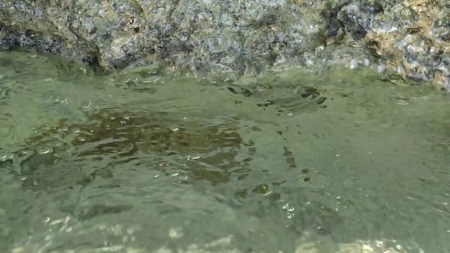 West Indian fuzzy chiton (Acanthopleura granulata, Polyplacophora) in the littoral zone, Red Sea, Sharm el Sheikh, Egypt&nbsp;
