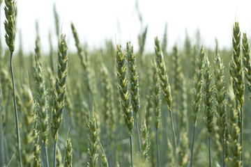 Green wheat field