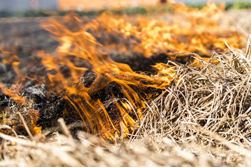 Burning of remains in agricultural cultivation