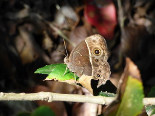 Fototapeta premium Butterfly - Megisto cymela - Little Wood Satyr