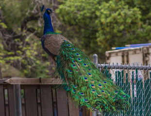 Orange County Zoo