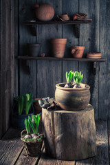 Repotting a green crocus in an old wooden shed