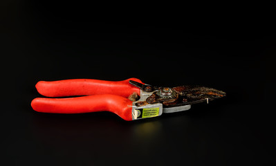 One rusty pruning shears with a red handle
