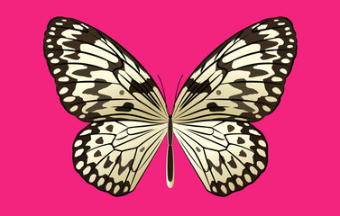 Black And White Rice Butterfly Vector On Pink Background